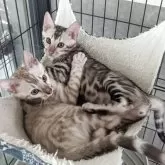 ベンガル【静岡県・男の子・2025年3月2日・ブラックシルバースポテッドタビー(ロゼット)】の写真7