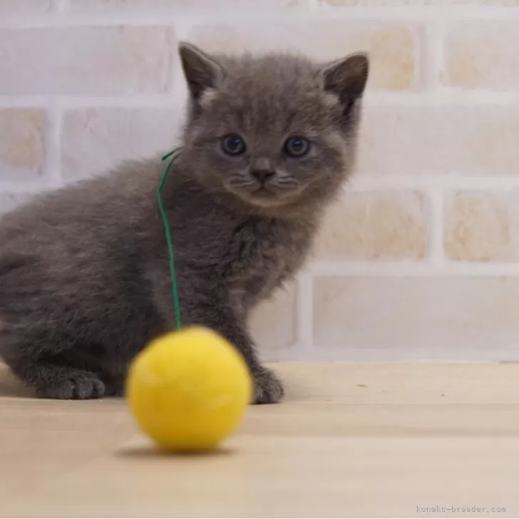 ID:2402-00758の子猫