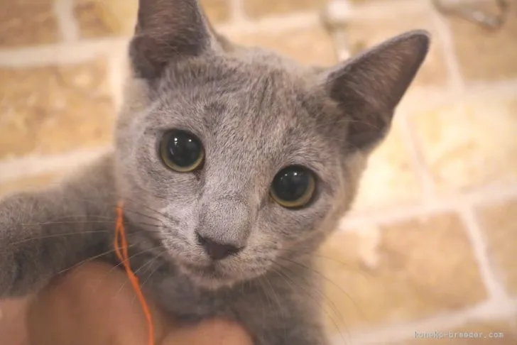 ID：2209-02172の子猫