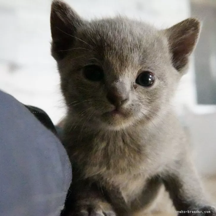 ID：2412-01550の子猫