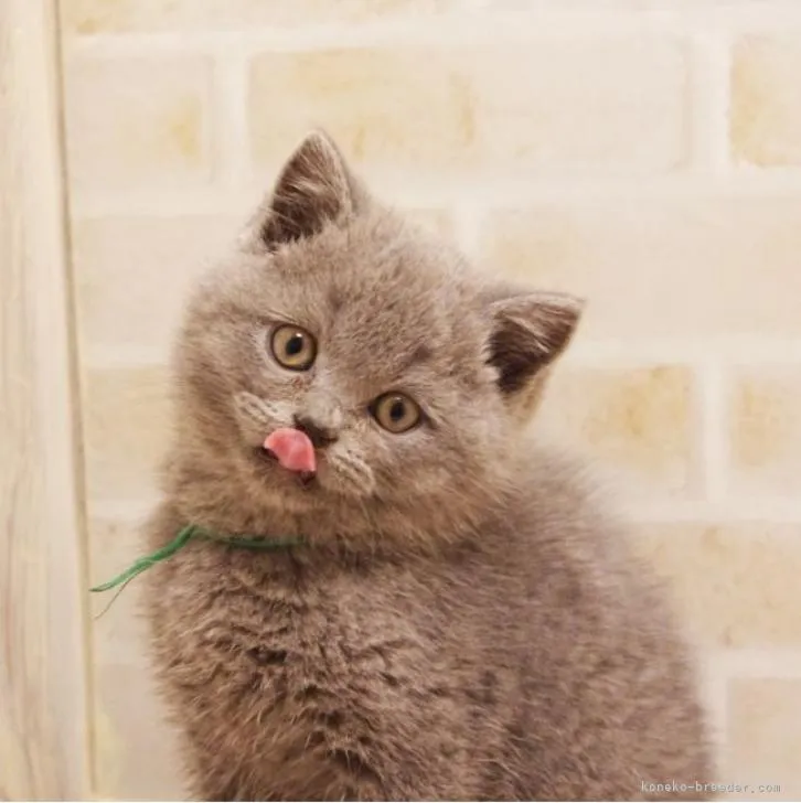 ID:2302-01472の子猫