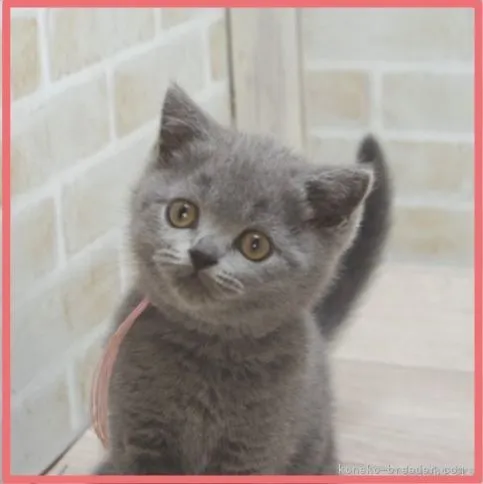 ID:2103-02204の子猫