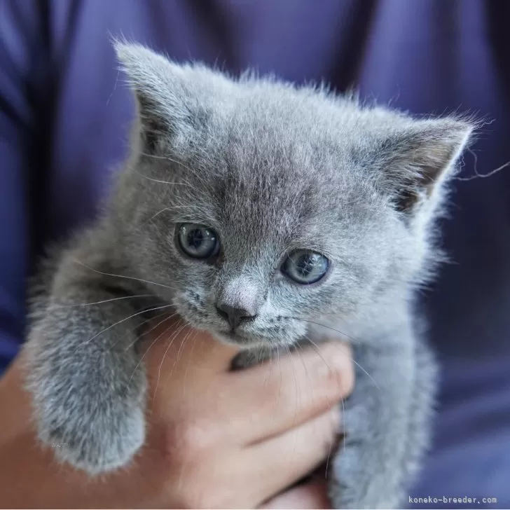 ID：2406-01342の子猫