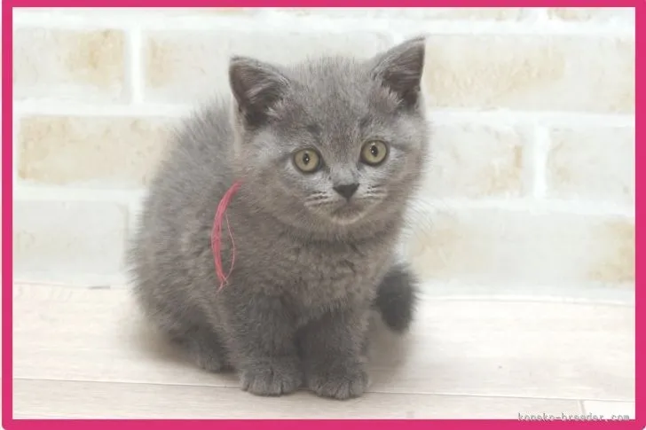 ID:2104-00127の子猫