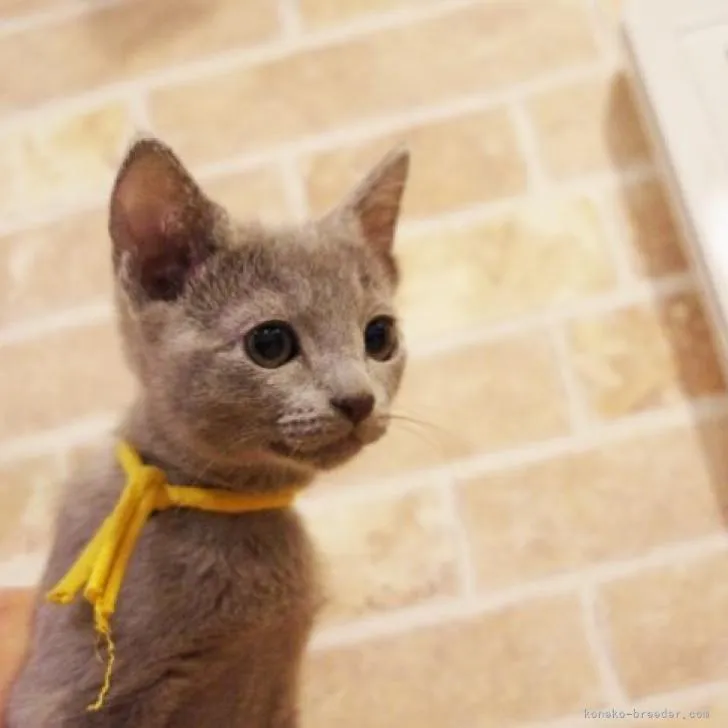 ID：2303-00004の子猫