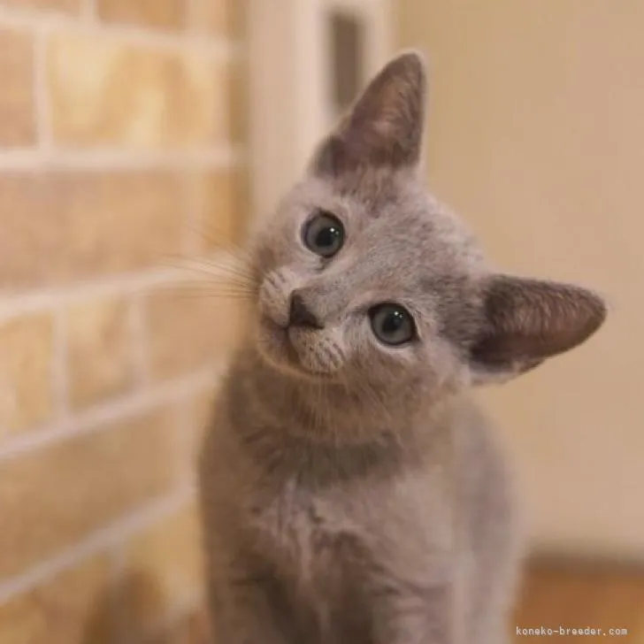ID:2209-01212の子猫
