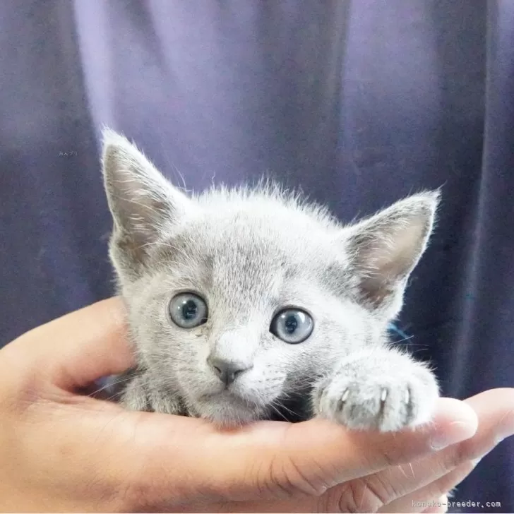 ID:2407-02168の子猫