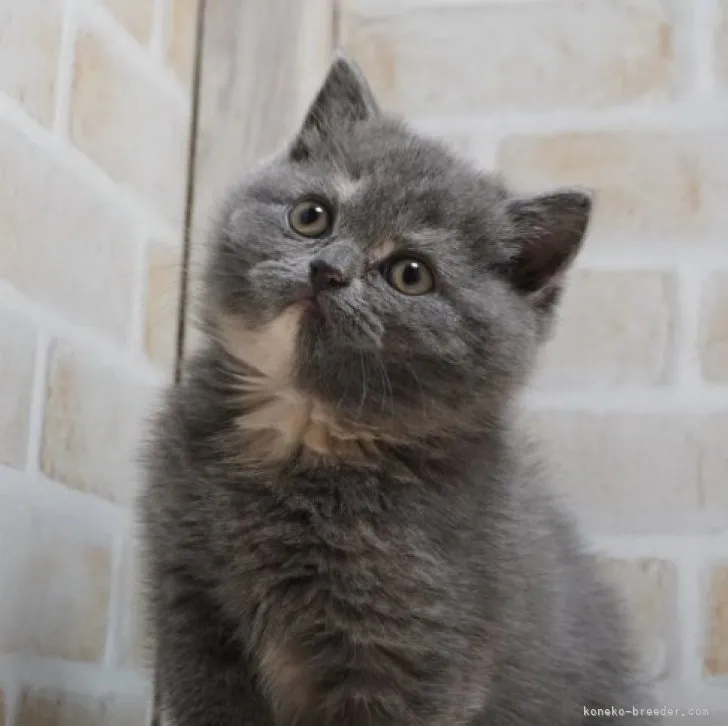 ID:2312-00796の子猫