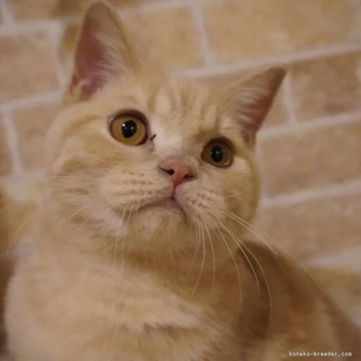 ID：2210-02667の子猫