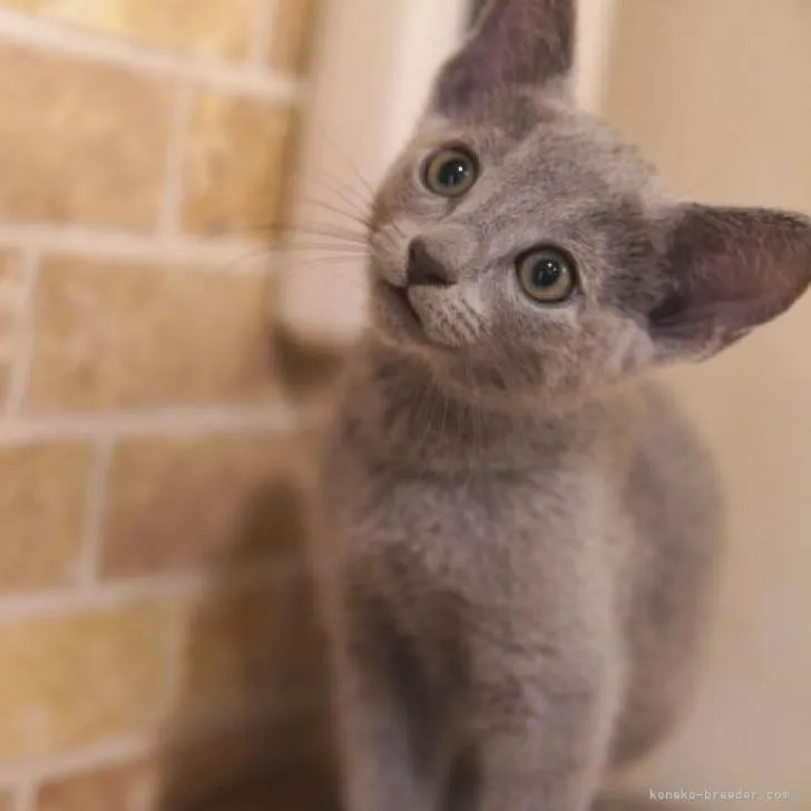 ID:2209-01193の子猫