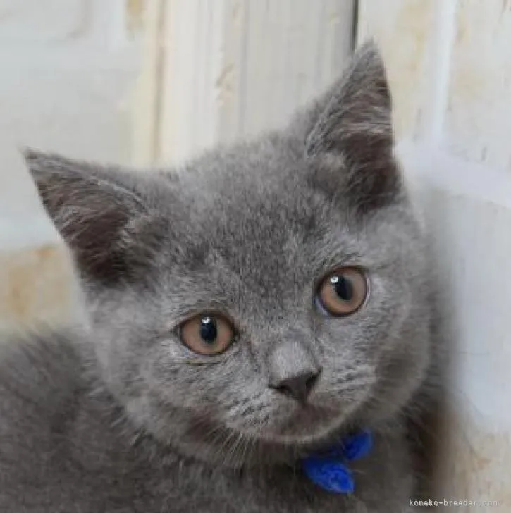 ID：2209-01245の子猫