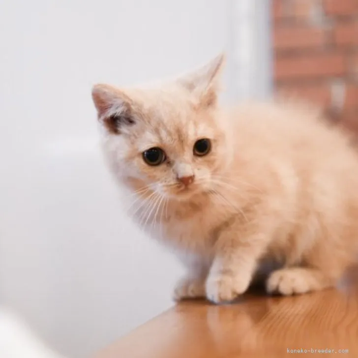 ID：2304-00318の子猫