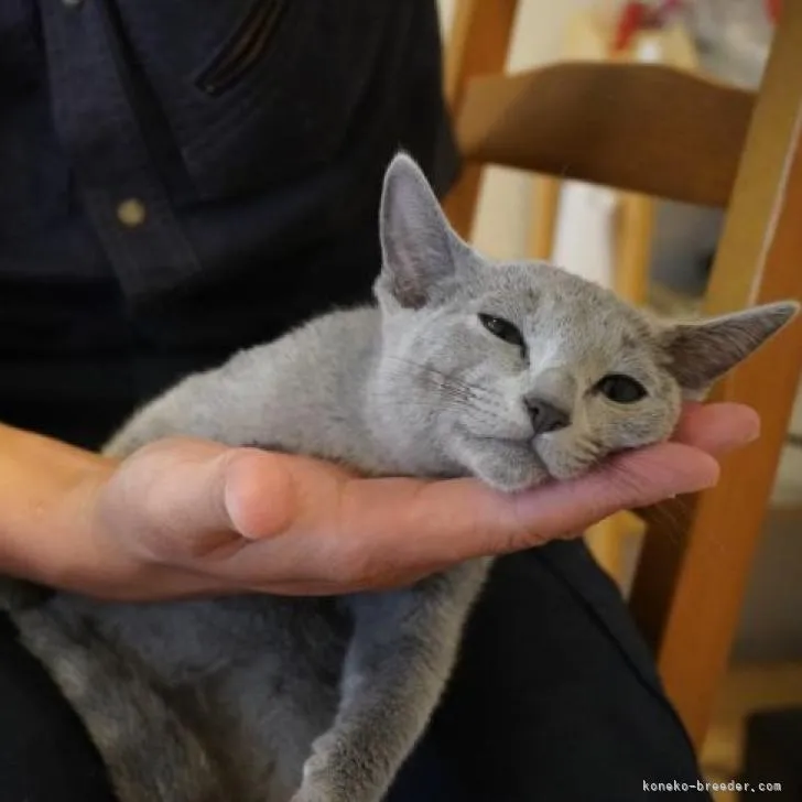 ID:2209-00416の子猫