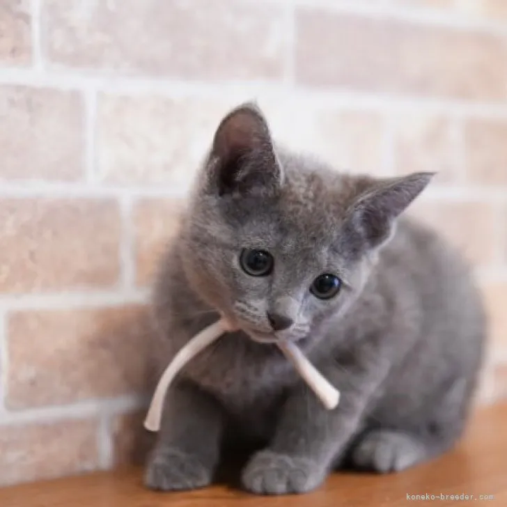 ID:2304-00837の子猫