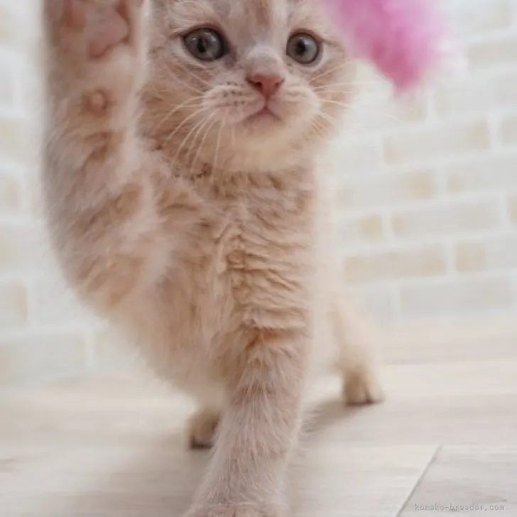 ID:2312-00795の子猫