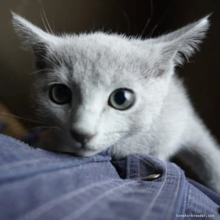 ひろ 様のお迎えした子猫