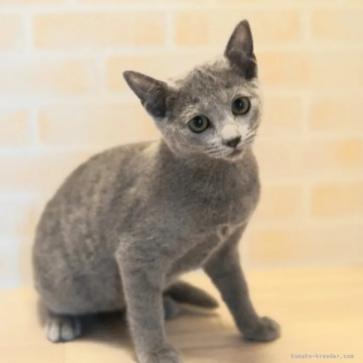 ID:2305-00677の子猫