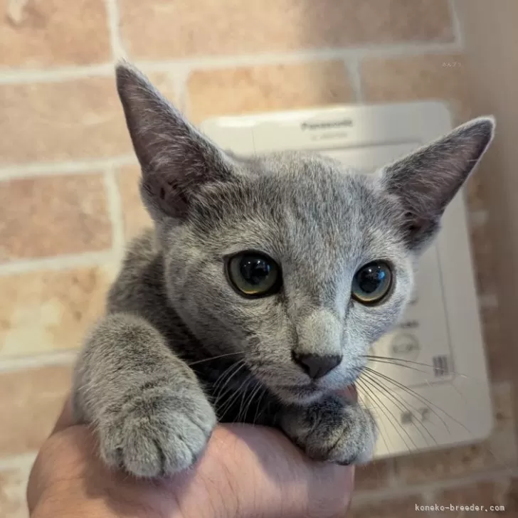 ID:2410-01965の子猫