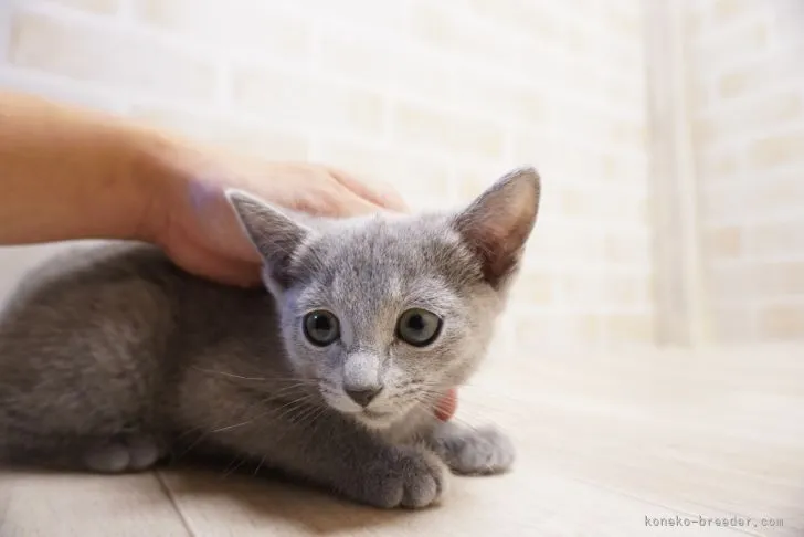 ID:2301-00104の子猫