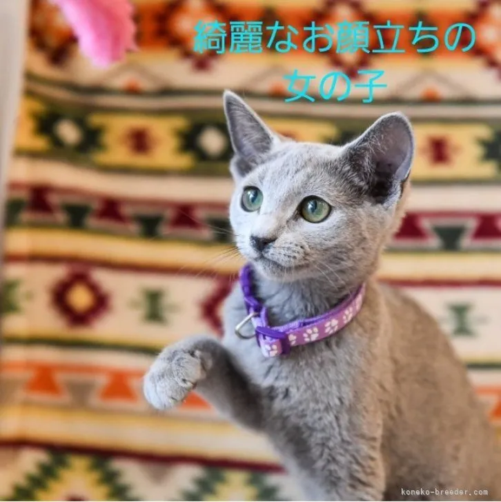ID:2306-02030の子猫