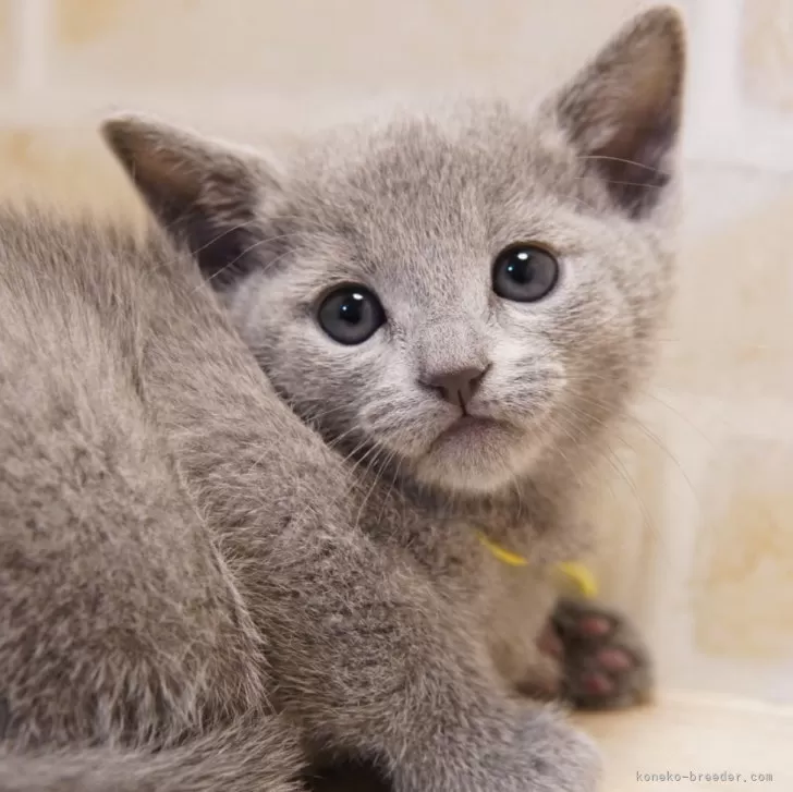 H.O 様のお迎えした子猫