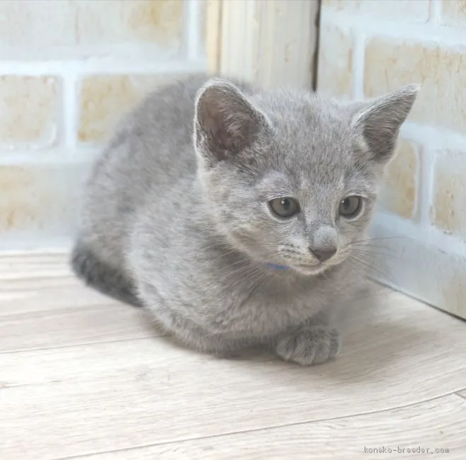 ID:2103-00335の子猫
