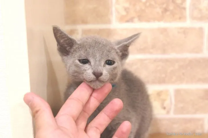 ID:2007-01782の子猫