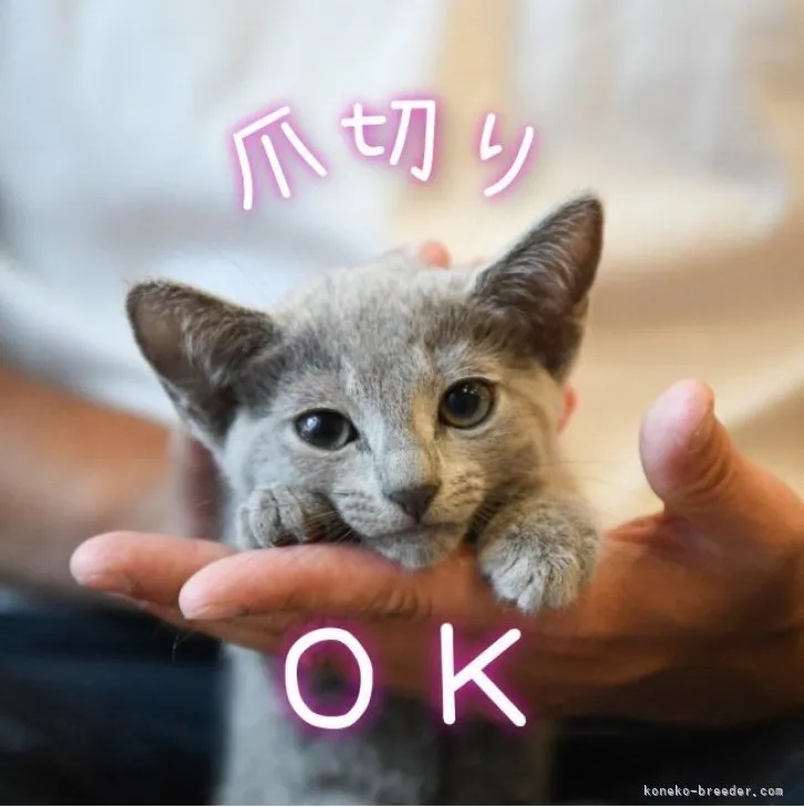 ID：2305-03149の子猫