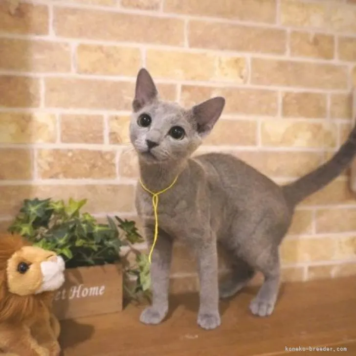 ID:2209-02165の子猫