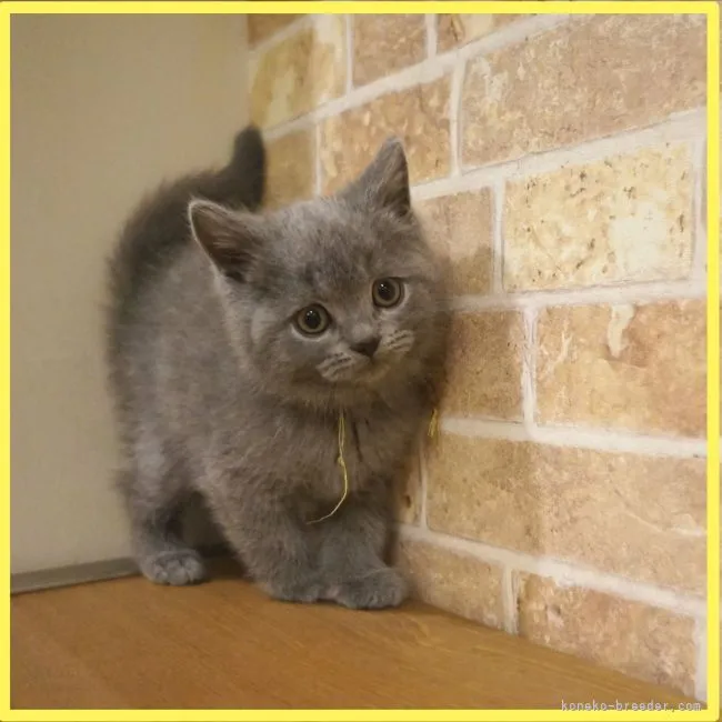 ID:2204-02815の子猫