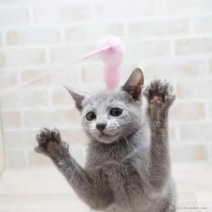 T.A 様のお迎えした子猫