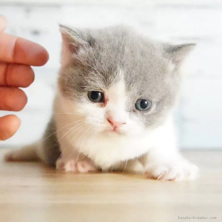ID:2412-01541の子猫