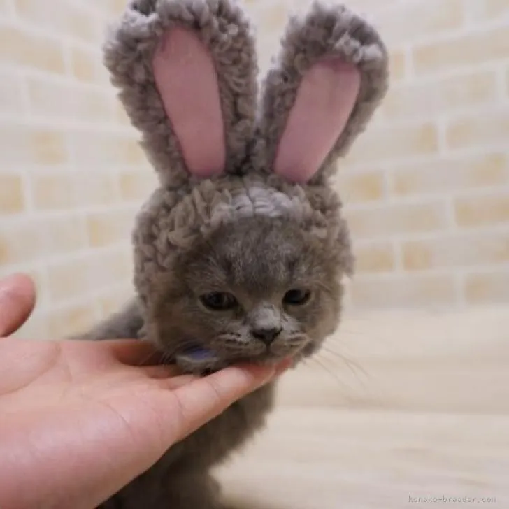 ID：2301-00199の子猫