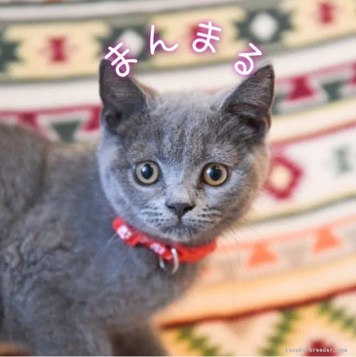 アイオリア 様のお迎えした子猫