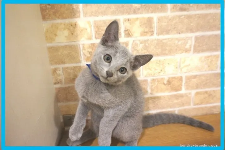 ID:2010-01782の子猫