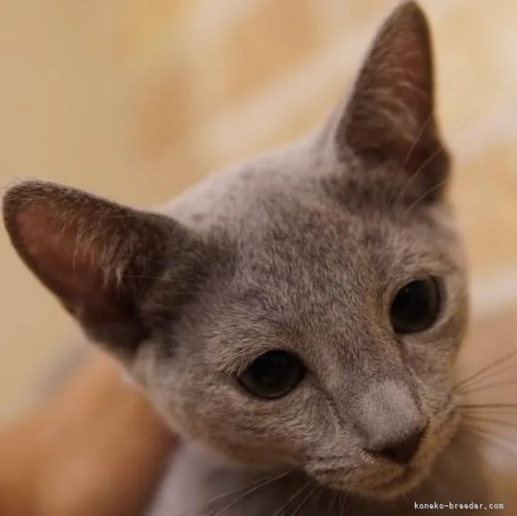ID:2208-03137の子猫