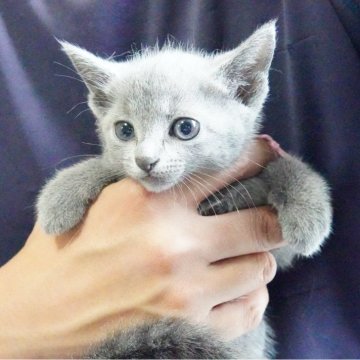ロシアンブルー【神奈川県・女の子・2024年5月29日・ブルー】の写真「可愛らしいお顔立ちの女の子♪」