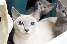 ロシアンブルー【・女の子・2022年3月3日・ブルー】