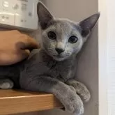 ロシアンブルー【神奈川県・女の子・2024年6月8日・ブルー】の写真2