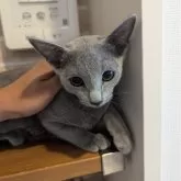 ロシアンブルー【神奈川県・女の子・2024年6月8日・ブルー】の写真3