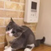 ブリティッシュショートヘア【神奈川県・男の子・2022年7月3日・ブルー&ホワイト】の写真4