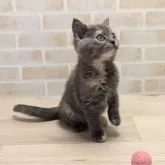 ブリティッシュショートヘア【神奈川県・女の子・2024年8月13日・ブルークリーム】の写真5