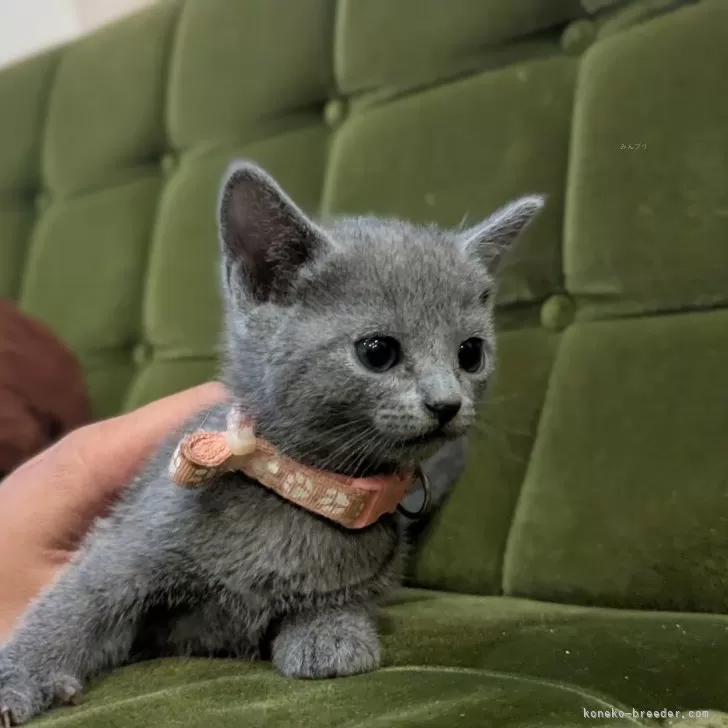 ロシアンブルー【神奈川県・女の子・2025年9月26日・ブルー】の写真1