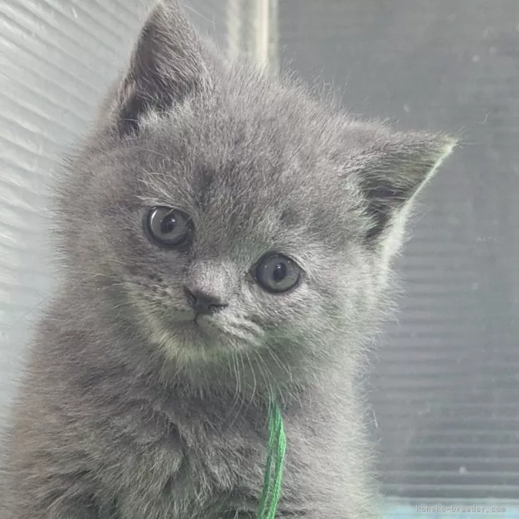 M.O 様のお迎えした子猫