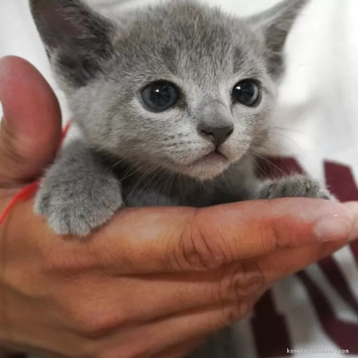 M.M 様のお迎えした子猫