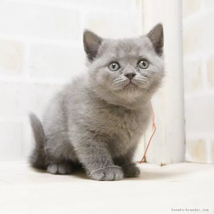 ID:2503-03020の子猫