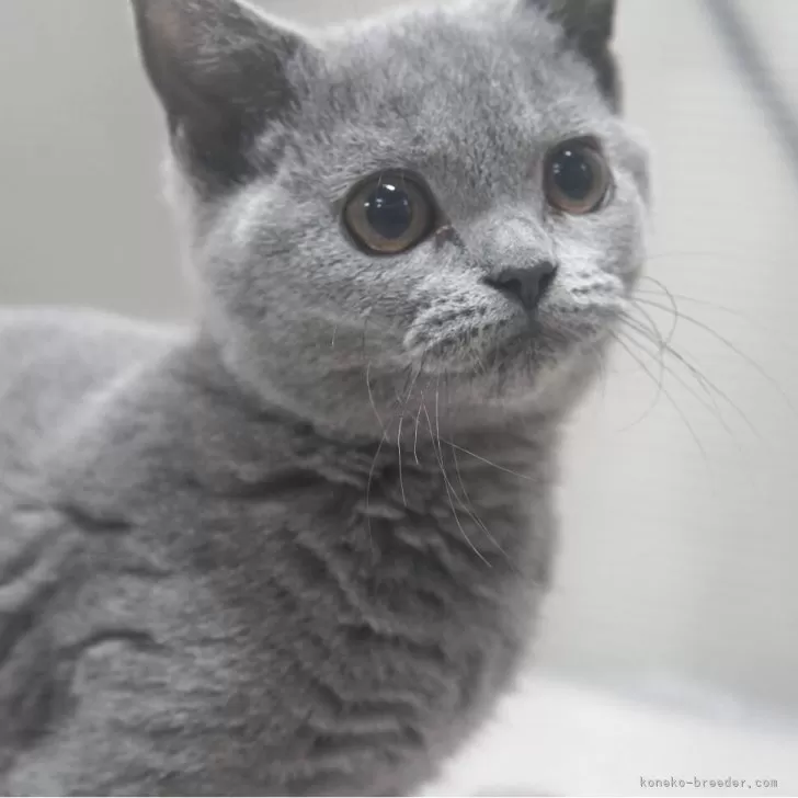 ID：2506-00249の子猫