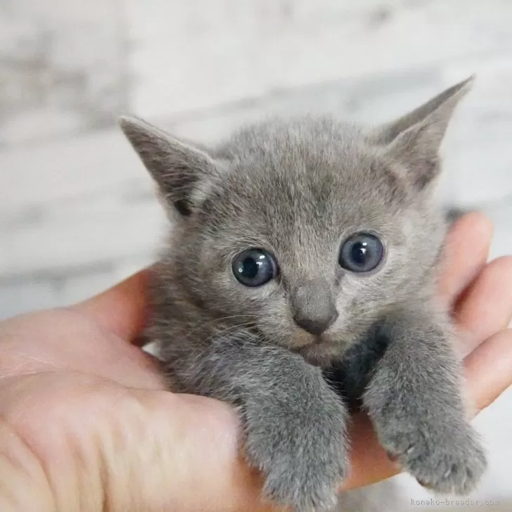 ID:2501-00581の子猫