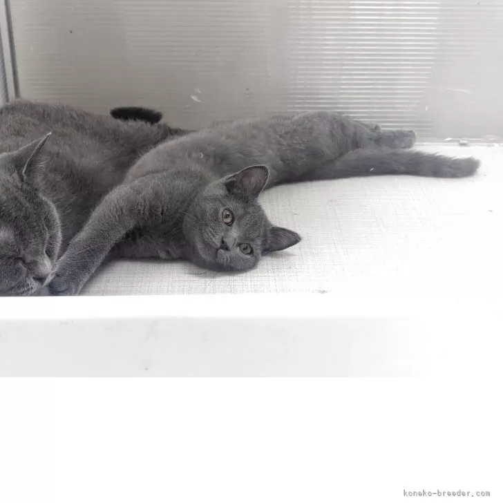 M.O 様のお迎えした子猫