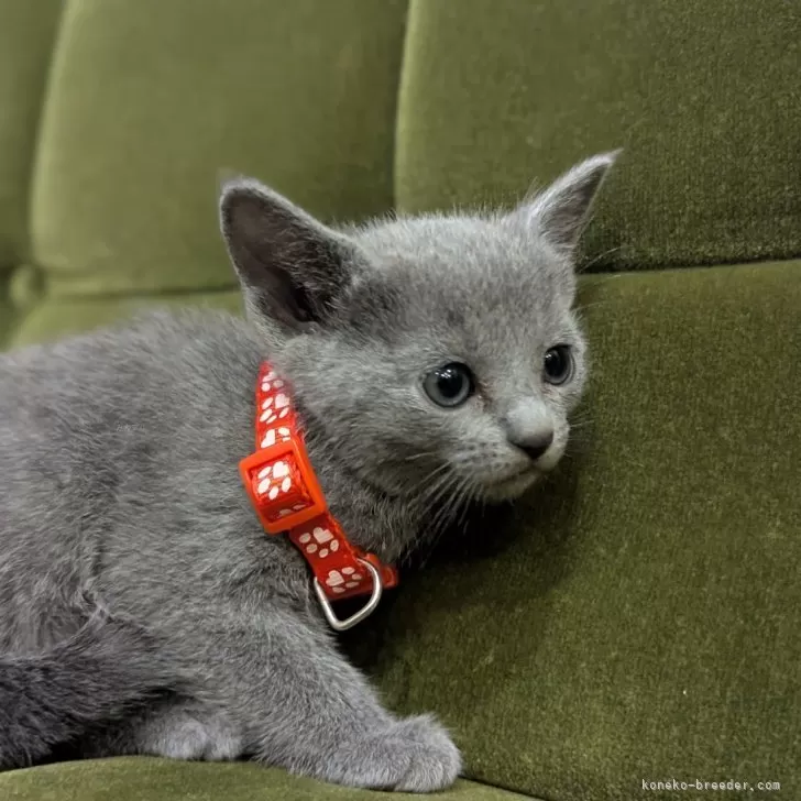 ロシアンブルー【神奈川県・女の子・2025年9月26日・ブルー】の写真1